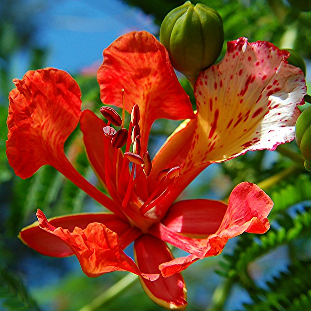 Royal Poinciana flowers, its buds and fern-like leaves