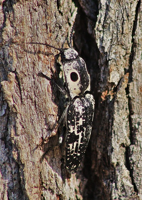 Alaus lusciosus, Click Beetle