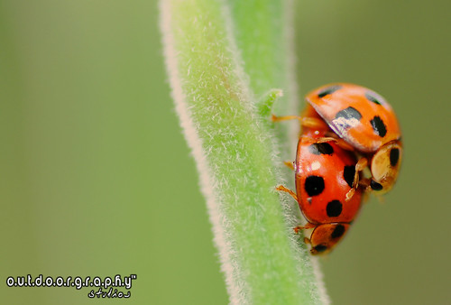 Outdoorgraphy™: Ladies? .. bugs? by Sir Mart Outdoorgraphy™
