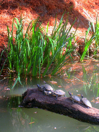 Red-Eared Slider Turtles at the Botanical Gardens of U.C. Riverside