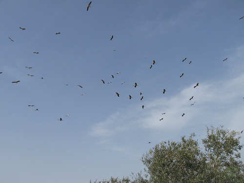 Flying Birds of Spring!! | by Bedouin Sawarkeh سواركة