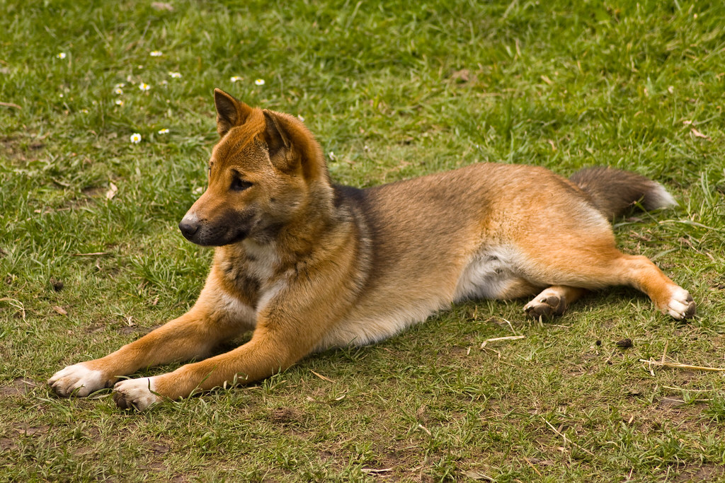 New Guinea Singing Dog New Guinea Singing Dog These Dogs Flickr