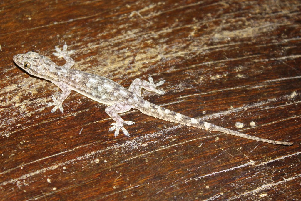 Garnot's Gecko (Hemidactylus garnotii) 鋸尾蜥虎