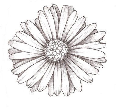 daisy doodle, possible chest tattoo?, vicki nerino