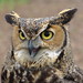 Flickr photo 'Great Horned Owl' by: Drew Avery.