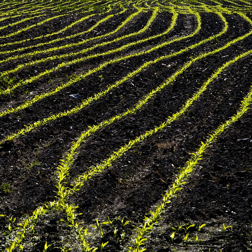 new field corn vermont earth farm dirt seedlings 500x500 flickrsbest abigfave winner500