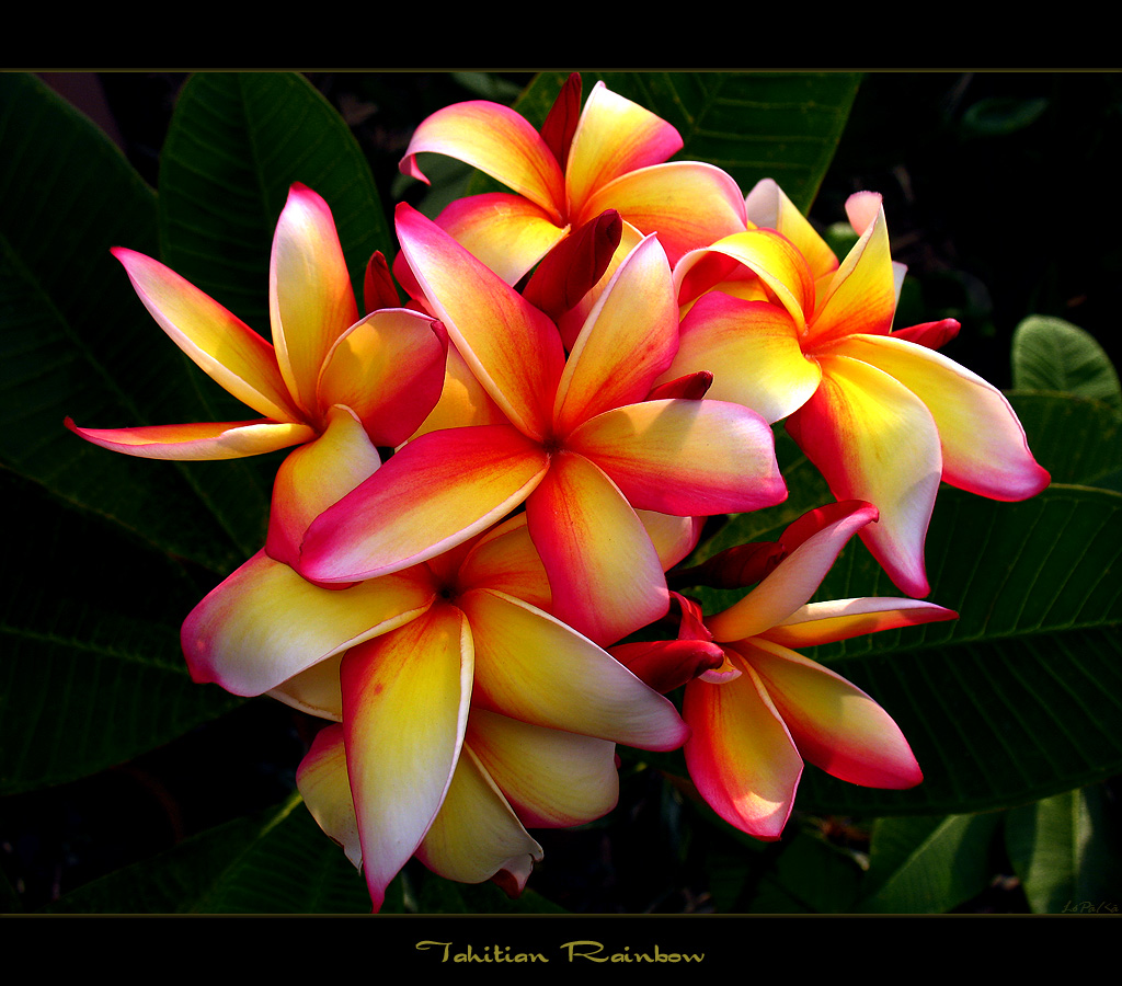 Hawaiian Flowers - The Plumeria Tahitian Rainbow | Here is t… | Flickr
