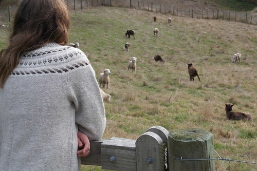 sheep curiouskiwi:posted=2010