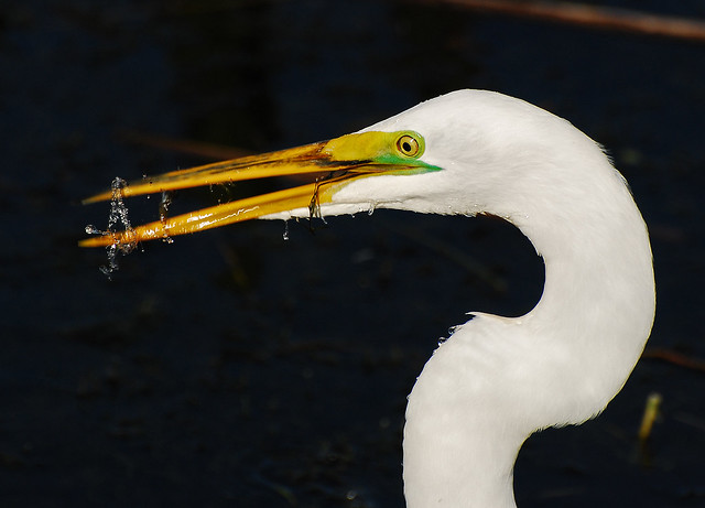 egret flipping fish