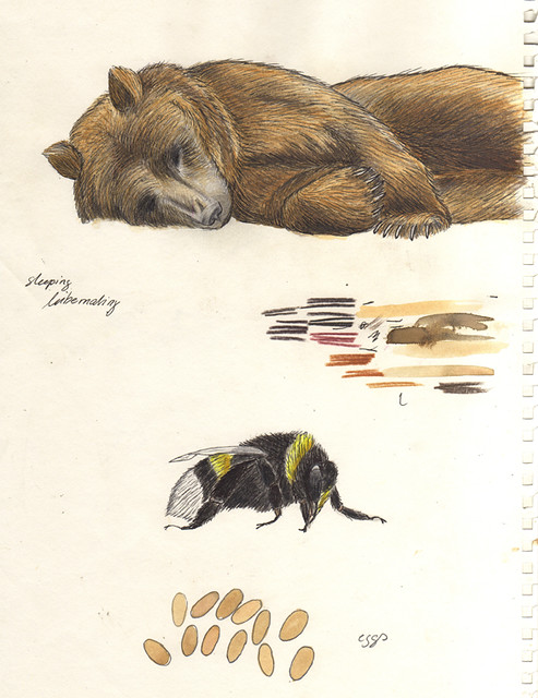 Premium Vector | Bear sleeping | Polar bear drawing, Cute bear drawings,  Bear art