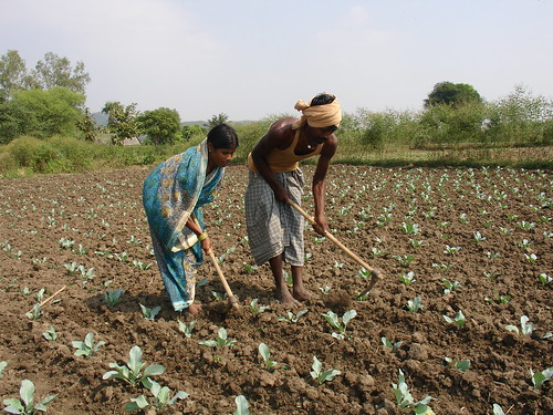india farming ide agriculture kb irrigation idei mukul wacc treadlepumps internationaldevelopmententerprisesindia