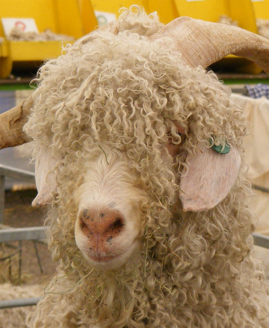Curly haired goat