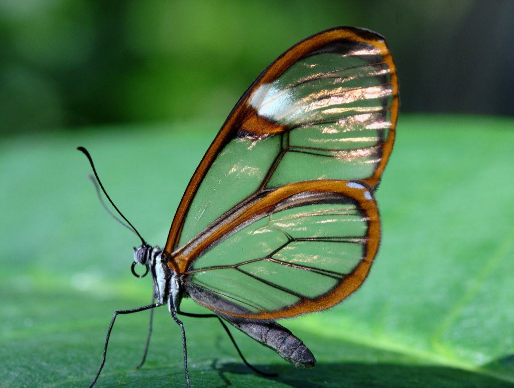 Glass Wing Butterfly - profile by Brian Callahan (Luxgnos.com)