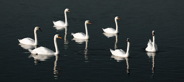 Seven swans a swimming