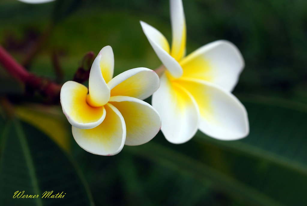 Flor amarela e branca - Jasmim-Manga | No lago das Carpas, c… | Flickr