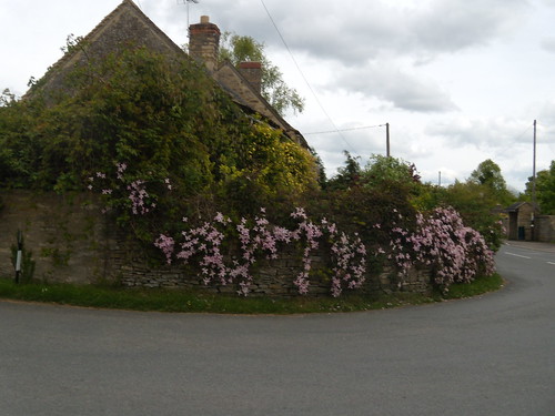 Invasion of the pink stuff Hanborough to Charlbury The village of Stonefield is being slowly strangled by this pink-flowering creeper. Clematis &quot;Montana&quot;, I am told.