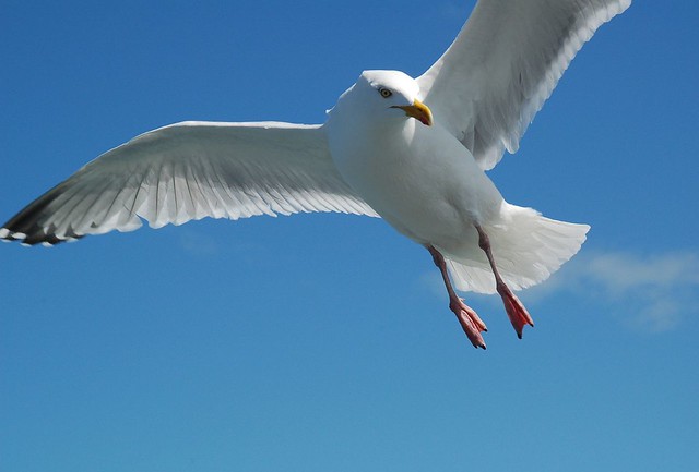 Herring gull, Arran ferry