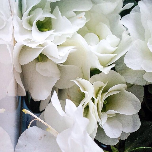 #bianco #white #fiori #flowers #purezza #candido #petali #purity #petals