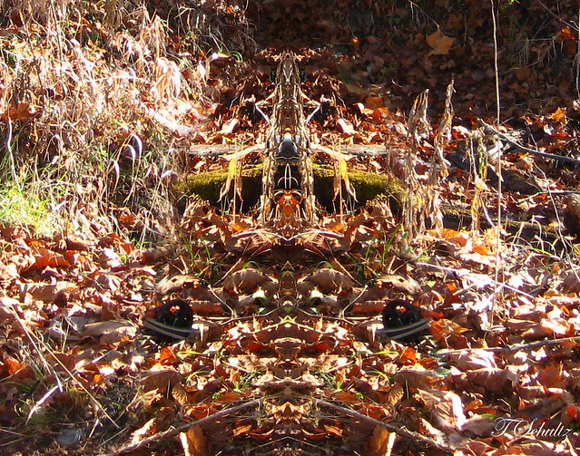 The forest floor is full of figures, faces and eyes