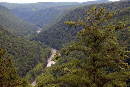 leonard harrison state park pennsylvania grandcanyonofpennsylvania pine creek gorge trees forest valley scenic overlook vista visitpaparks