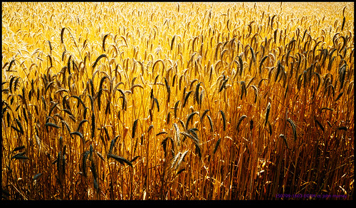 france wheat eurotrip fr 2015 poitoucharentes saulgond