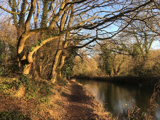 The canal in the afternoon, winter Hook to Winchfield walk