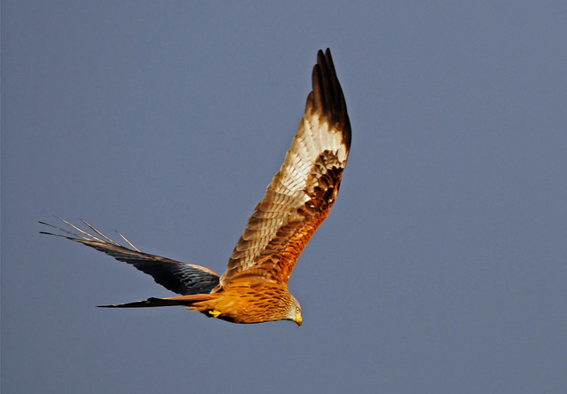 Red Kite, Milvus milvus, In Flight, Gigrin Farm, Rhayader, Powys, Mid Wales