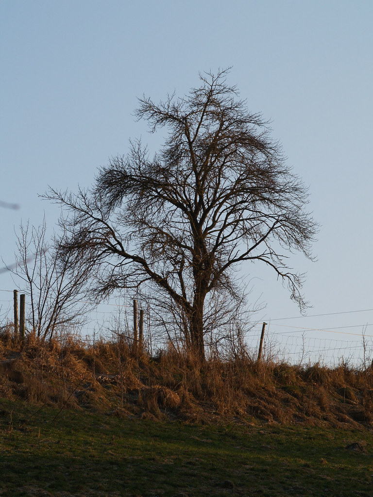Tree Against Sky 1