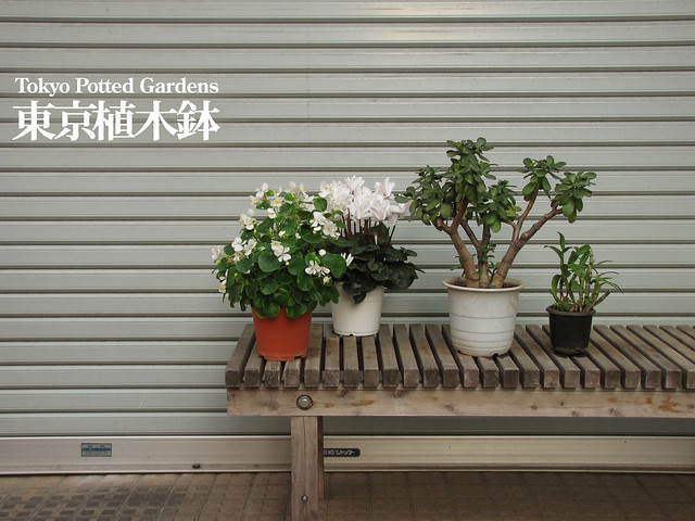 Tokyo Potted Gardens(Tokyo Plant Pots)東京植木鉢.