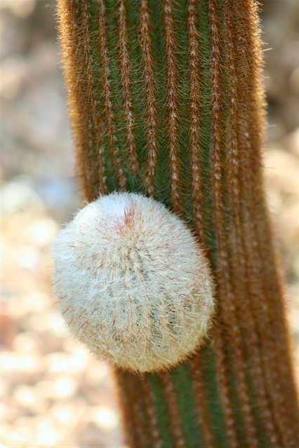 IMG_1505 | A cactus tumor | Joyce Mohrer | Flickr