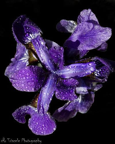 iris black flower water ma droplets flora purple background massachusetts ayer