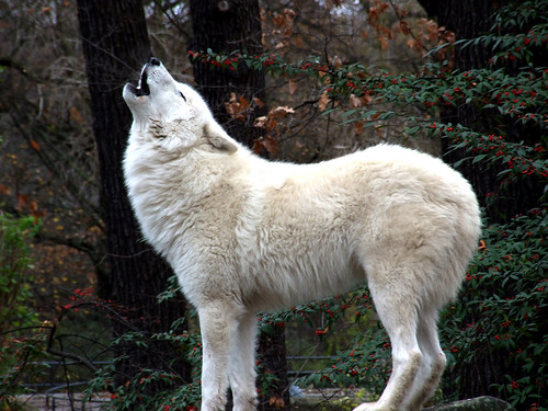 Wolf | by Peter Szustka