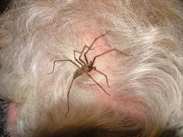 spider in my hair
