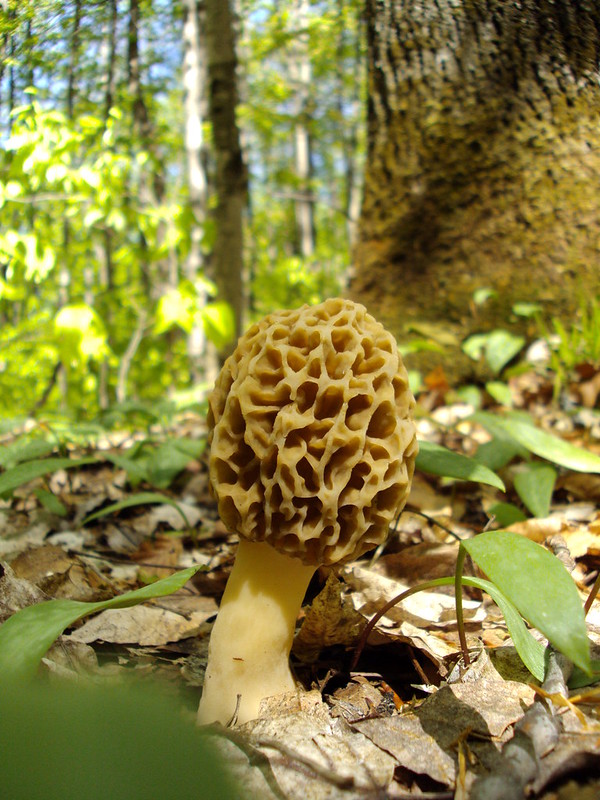Tee Lake Resort - Morel Mushroom Picking