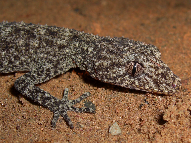 Broad-tailed Gecko - Phyllurus platurus