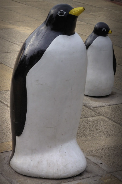 Redcar penguins