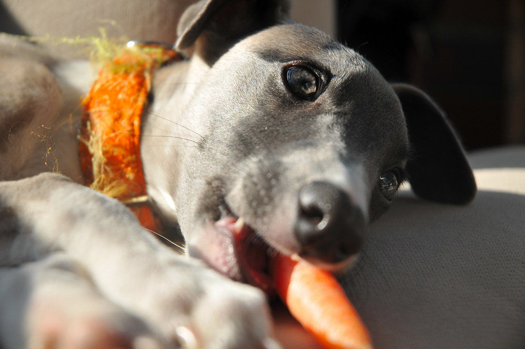 Dog and carrot