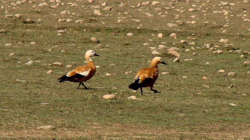 india birds wetlands motorcycle himachalpradesh pongdam brahminyshelduck