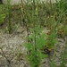 Flickr photo 'Ambrosia artemisiifolia (Ragweed / Alsemambrosia) 0048' by: Bas Kers (NL).