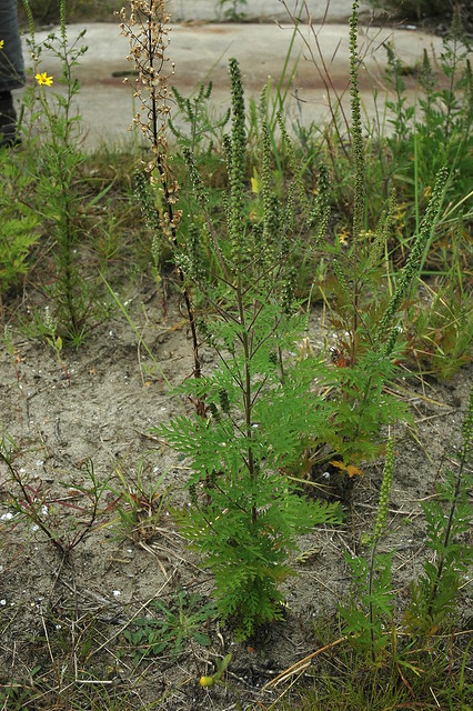 Ambrosia artemisiifolia (Ragweed / Alsemambrosia) 0048