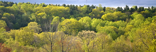 trees sky mountain green spring view bloom bud project365 apicaday bethanyconnecticut creativeeveryday may2011 shaggyhillfarm 2011133365