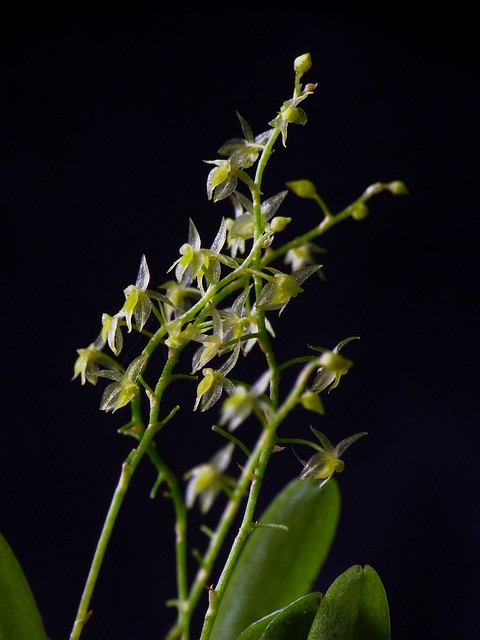 Platystele lancilabris, 3mm flowers