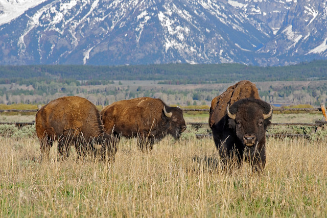 Bison in the Valley