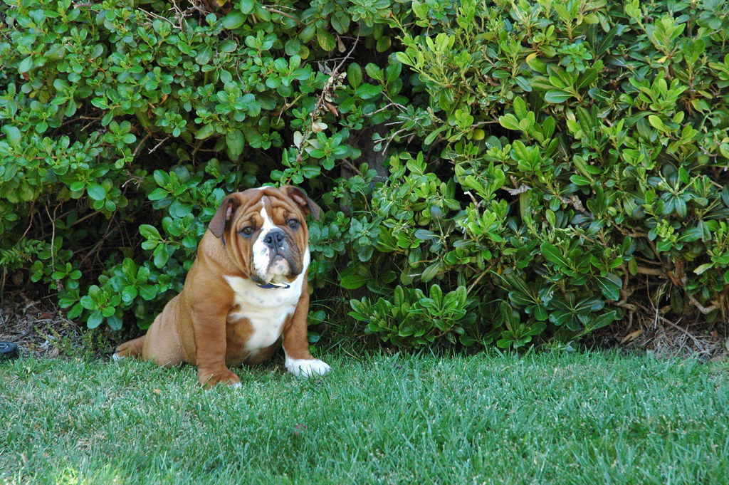 Achilles, The Incredibly Cute Bulldog