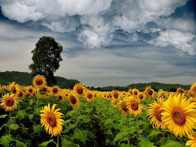 ~ The Sunflower Field ~