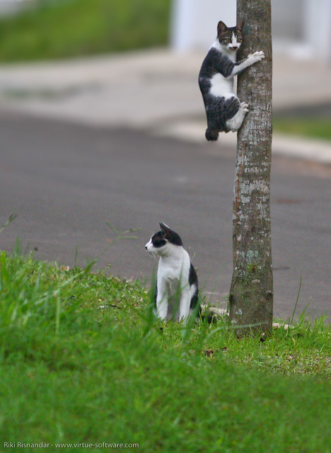 Spy Cats