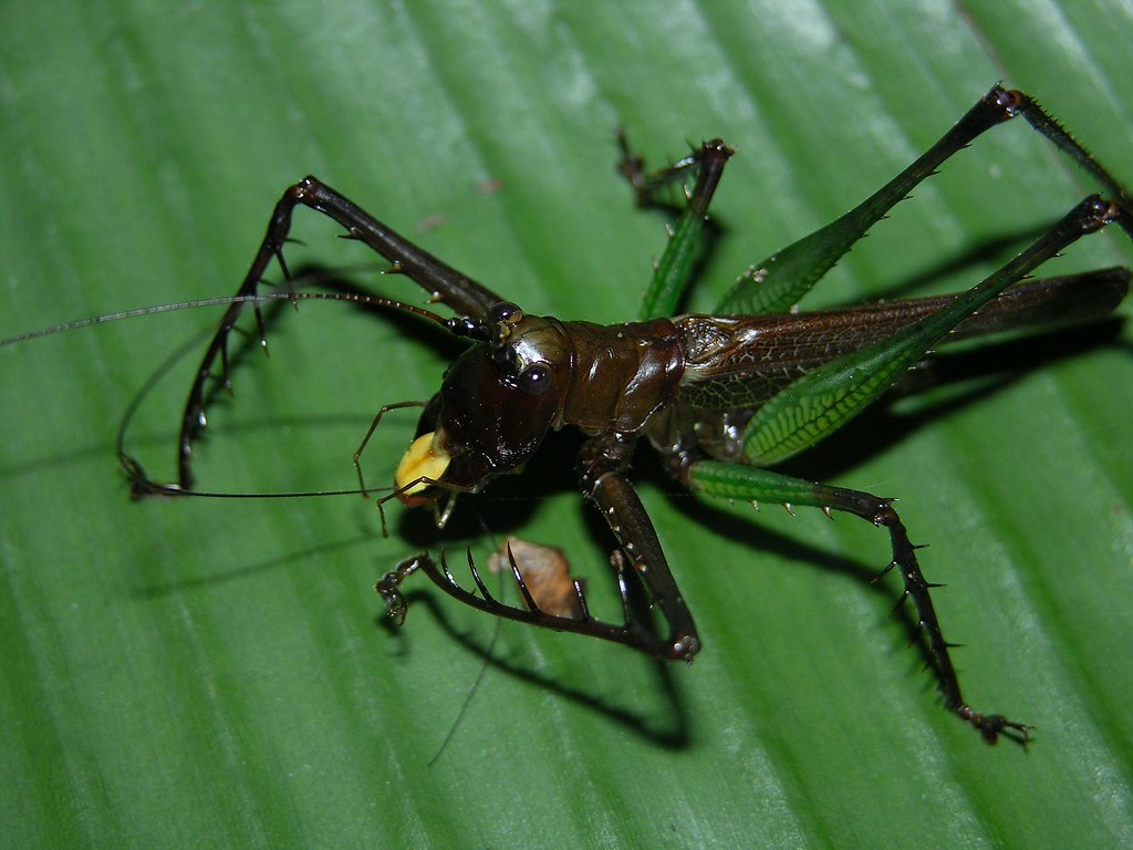 Predaceous katydid from southern Venezuela