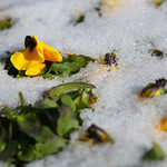Flower in Snow