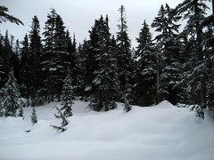 Snowshoe Adventure at Mt. Seymour