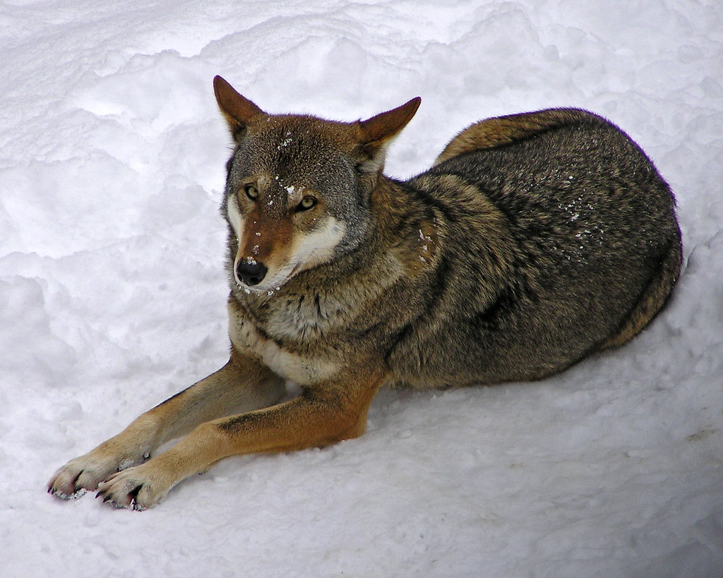 Red Wolf - "Is it Spring yet?" - Unawarded Entry "Adult" C… | Flickr